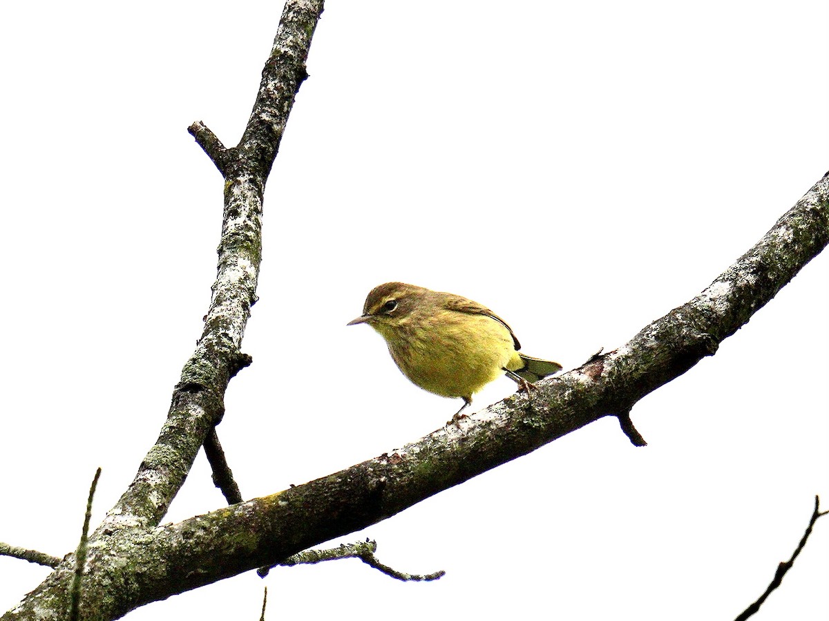 Palm Warbler - ML623849296