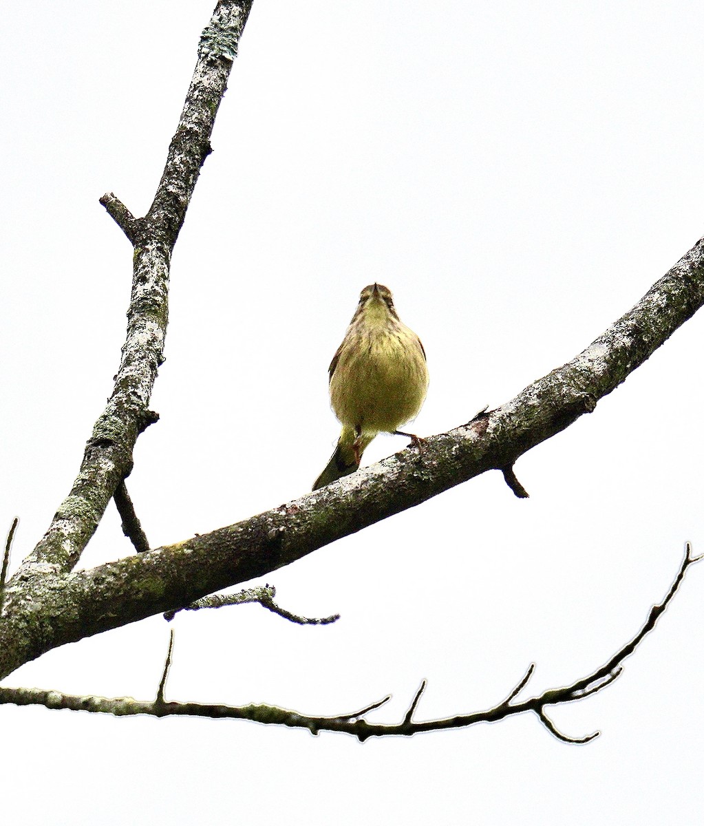 Palm Warbler - ML623849297