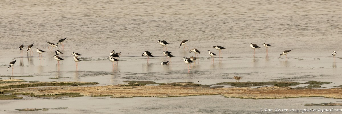 Black-necked Stilt - ML623849326