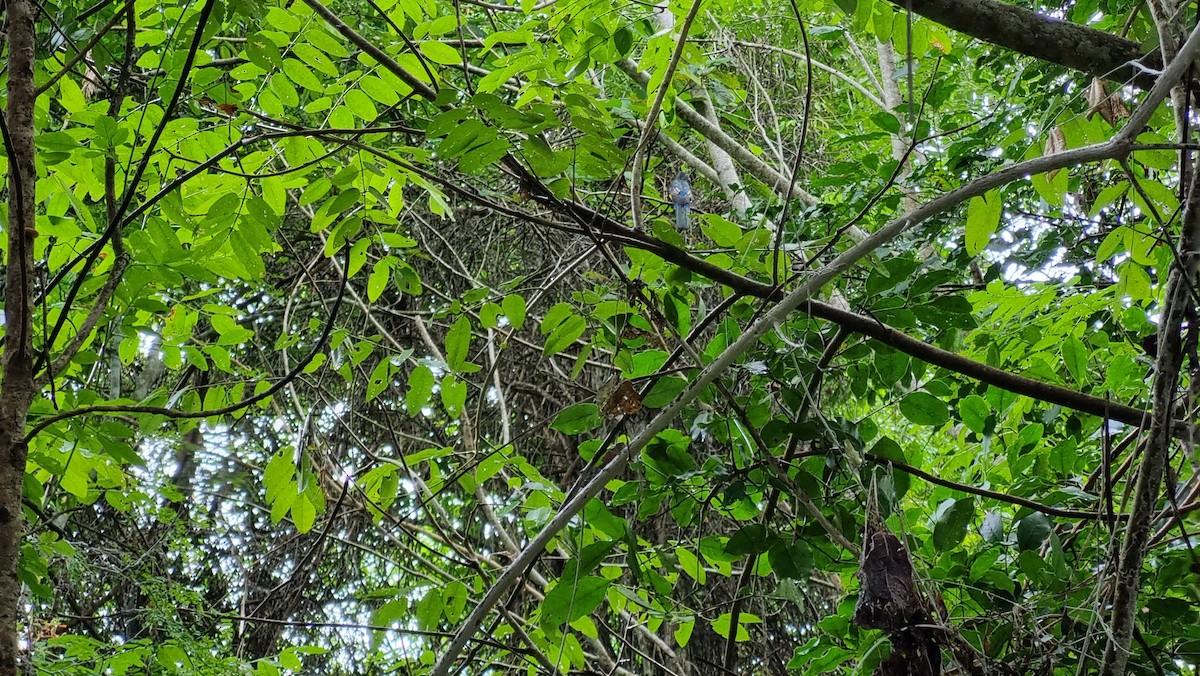 Trogon à tête noire - ML623849335