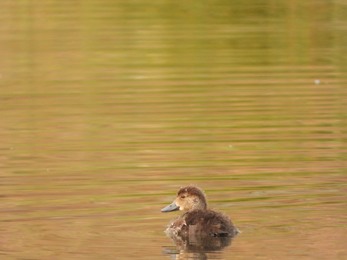 Lesser Scaup - ML623849362