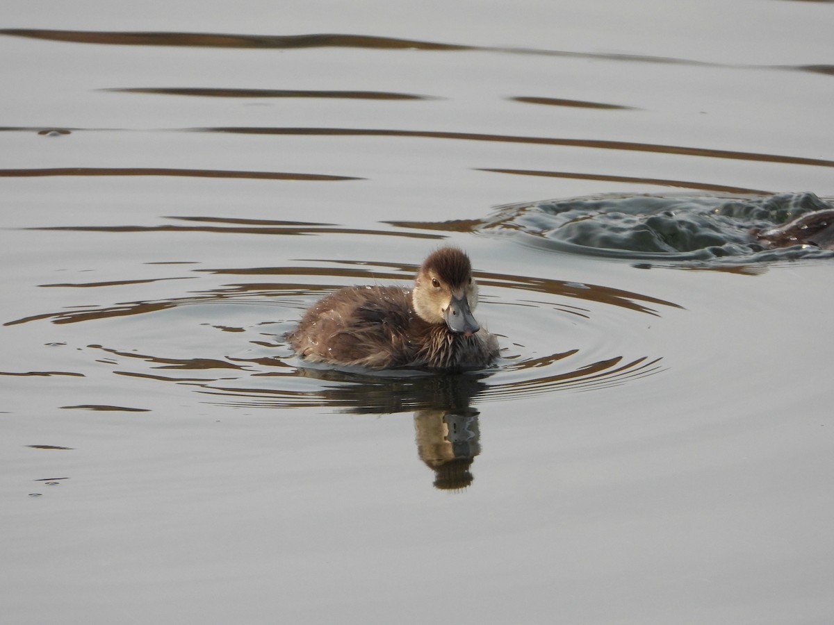 Lesser Scaup - ML623849365