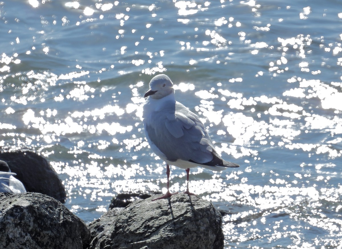 Gray-hooded Gull - ML623849403