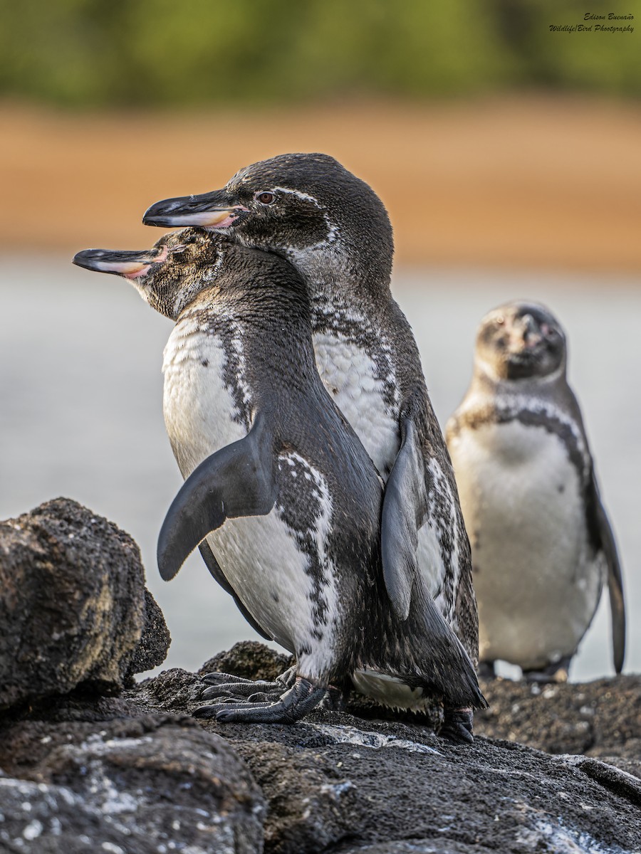 Galapagos Penguin - ML623849406