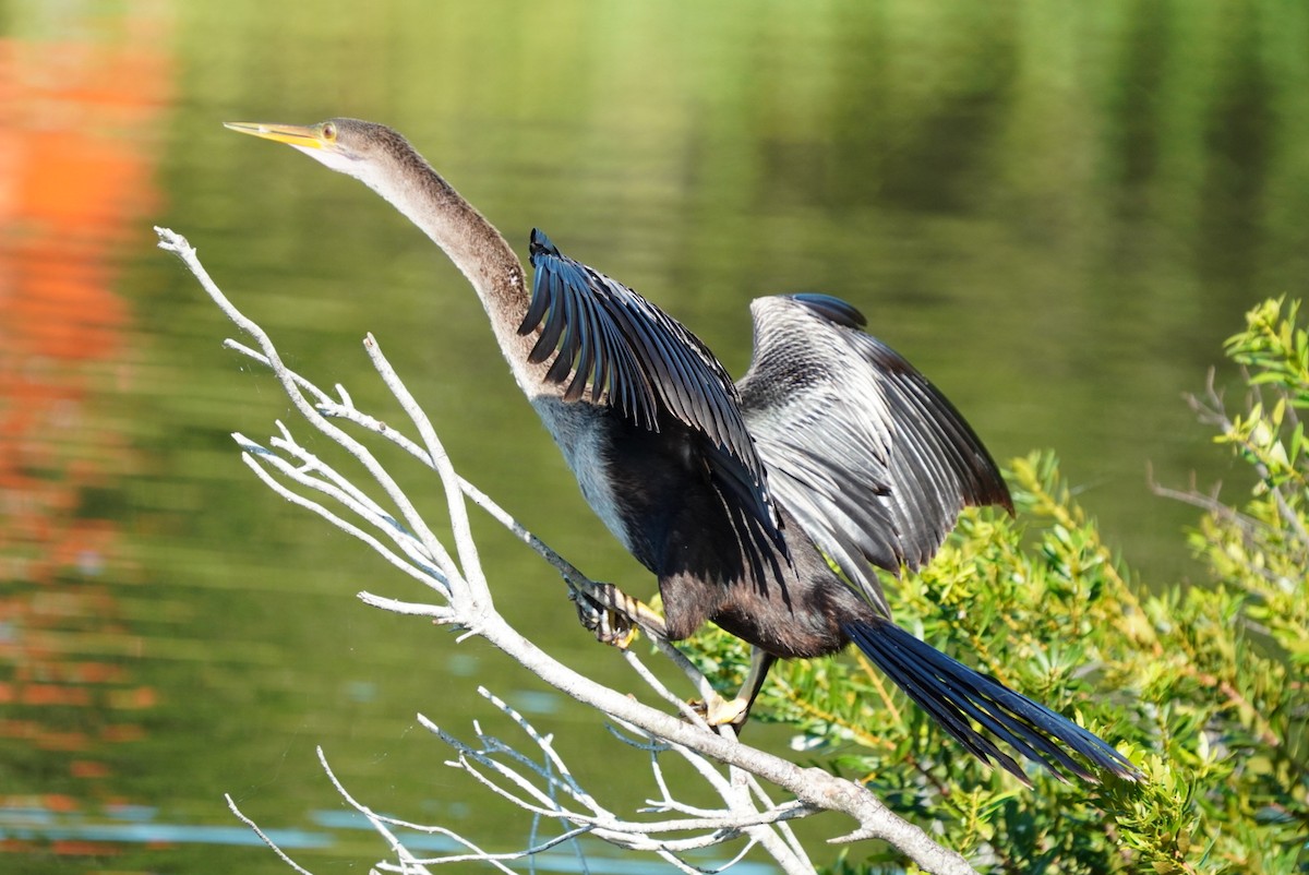 アメリカヘビウ - ML623849453