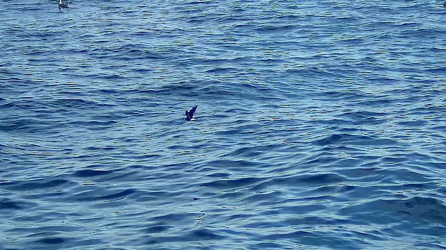 Wilson's Storm-Petrel - ML623849462