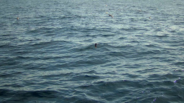 Wilson's Storm-Petrel - ML623849463