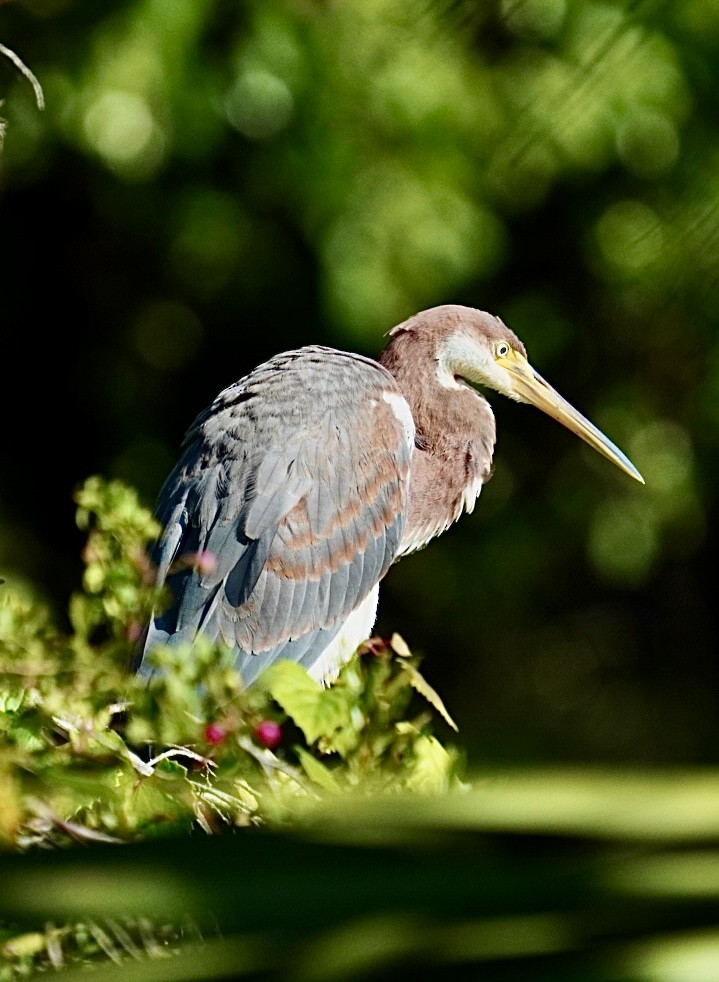 Tricolored Heron - ML623849475