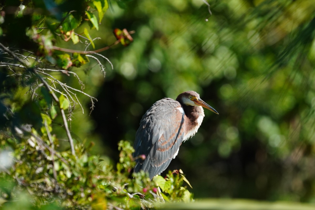 Tricolored Heron - ML623849476