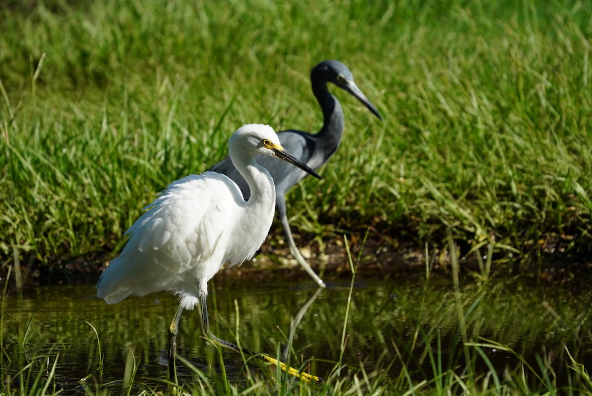 Snowy Egret - ML623849486