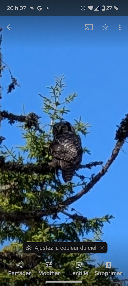 Northern Hawk Owl - ML623849488