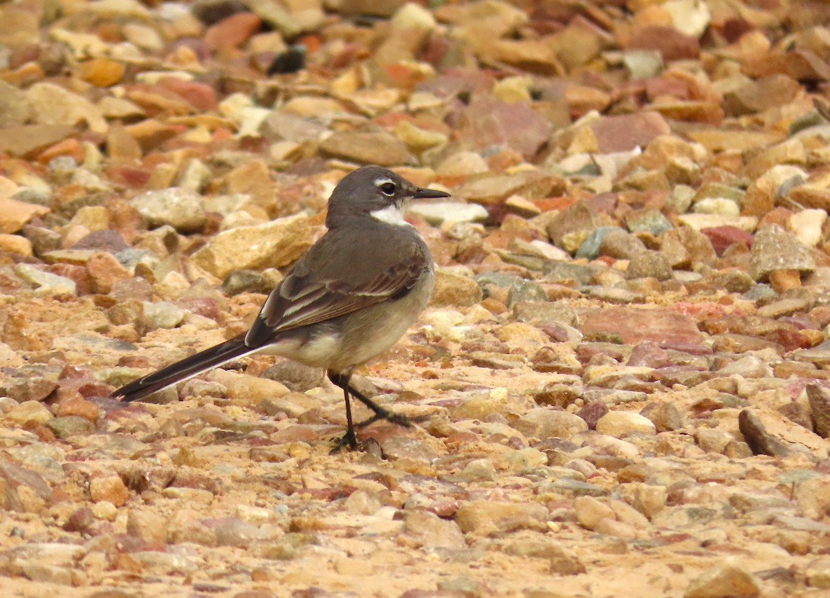 Cape Wagtail - ML623849515