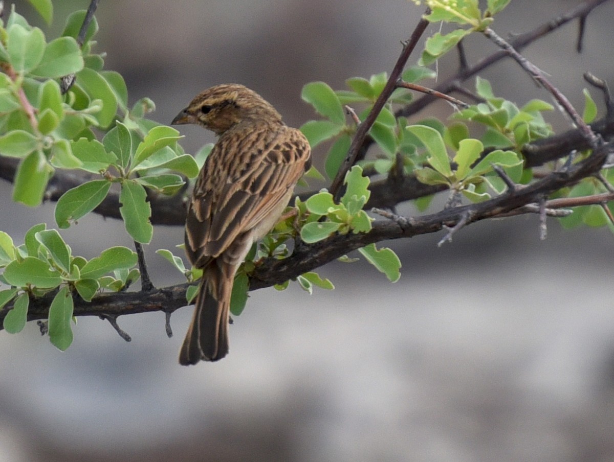 Lark-like Bunting - ML623849522