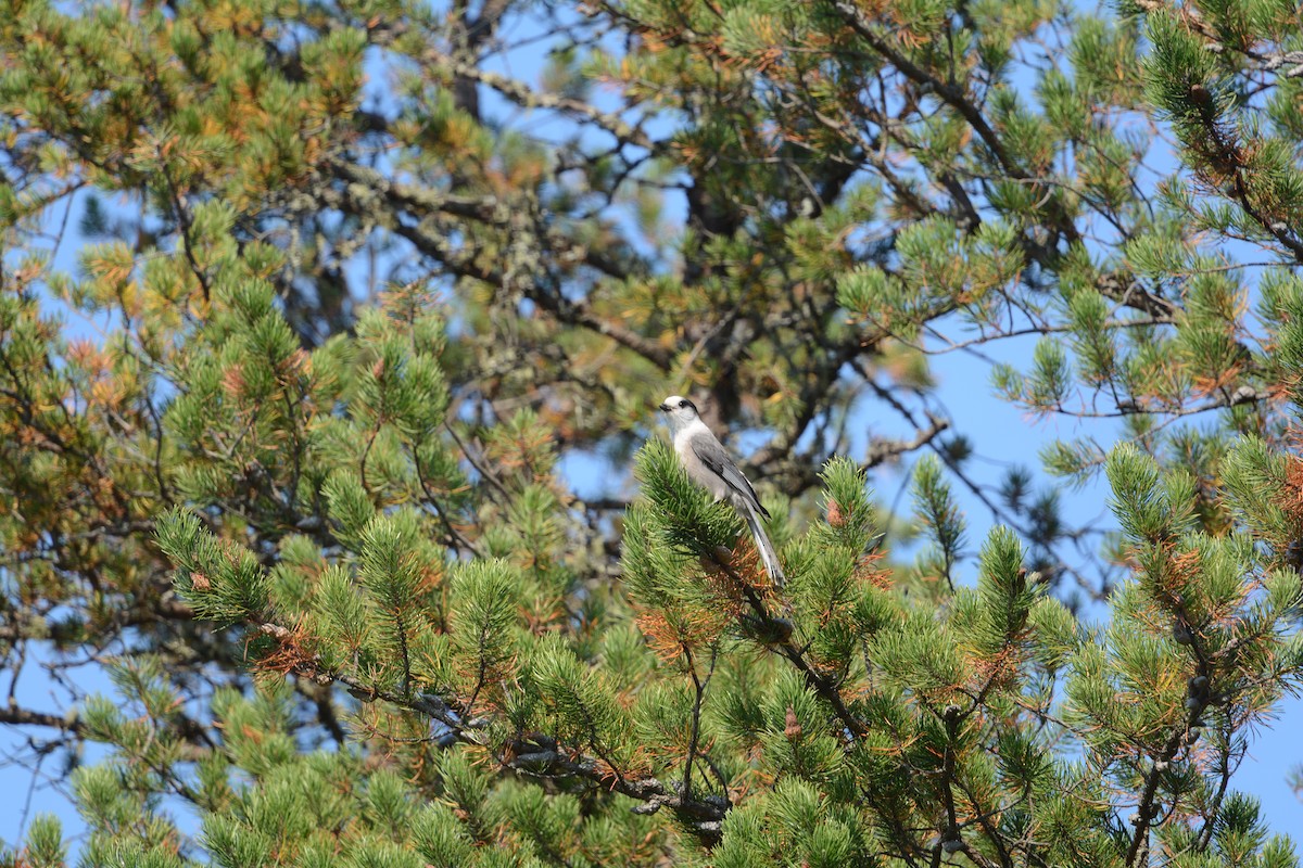 Canada Jay - ML623849551