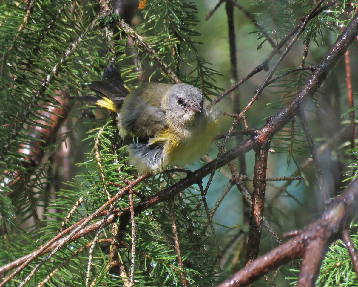 American Redstart - ML623849566