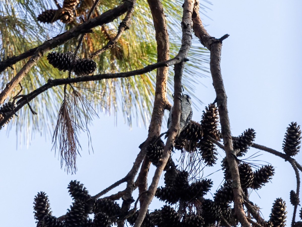 Red-cockaded Woodpecker - Bruce Aird