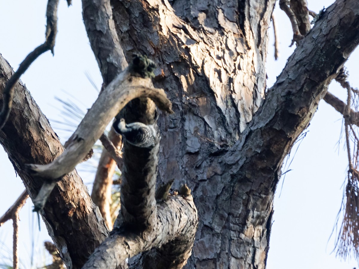 Red-cockaded Woodpecker - ML623849576