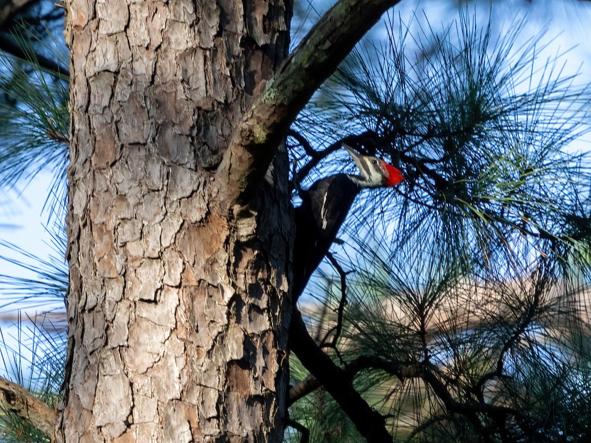 Pileated Woodpecker - ML623849588