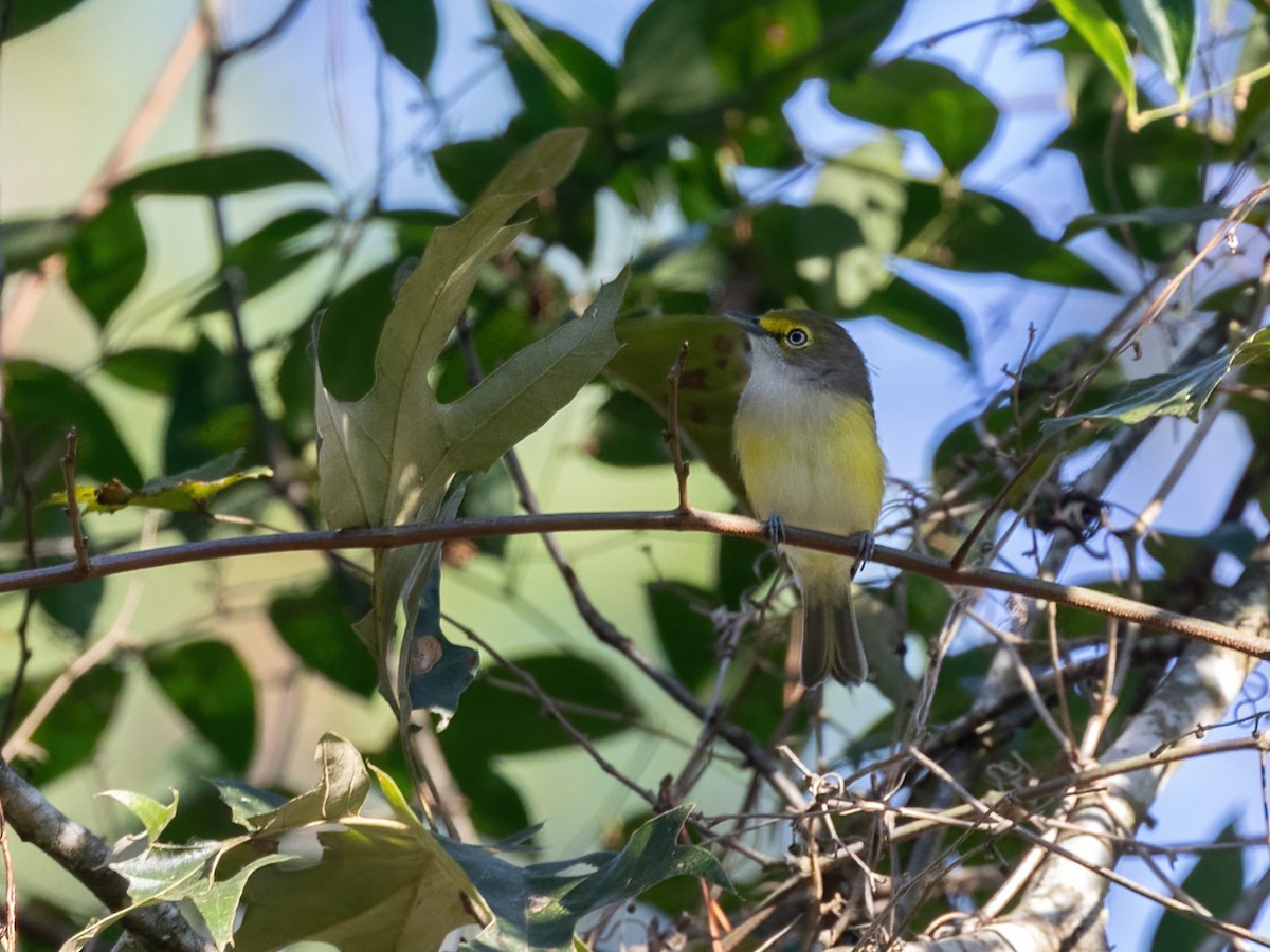 White-eyed Vireo - ML623849592