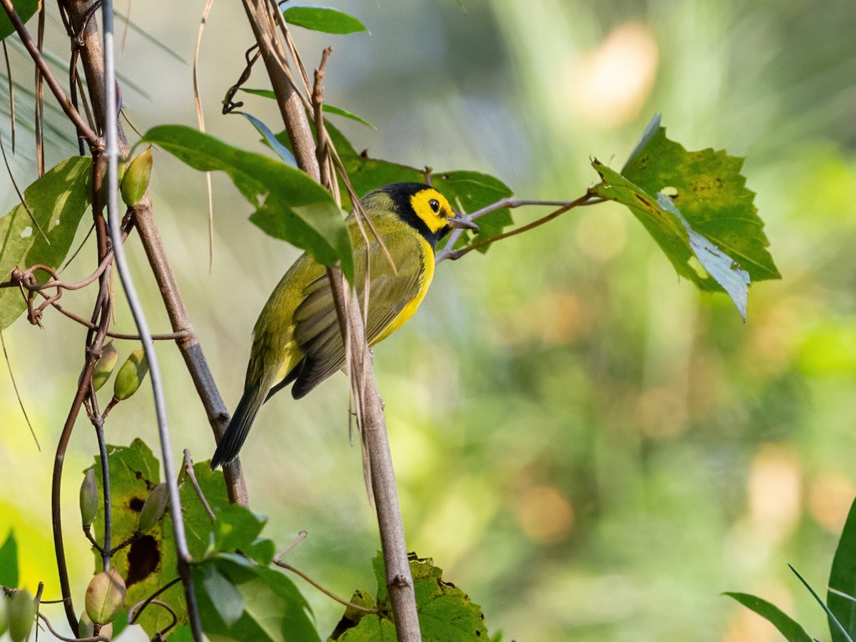 Hooded Warbler - ML623849603