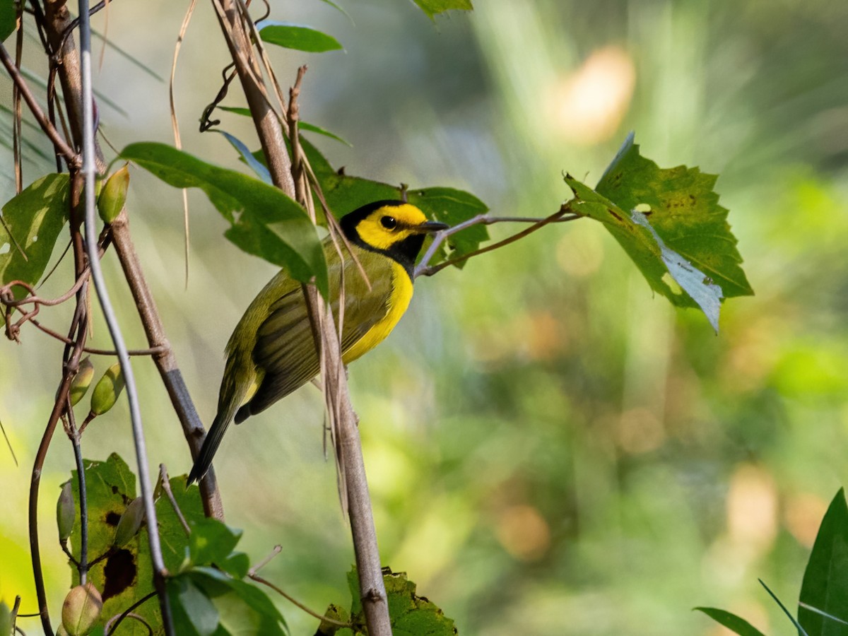 Hooded Warbler - ML623849604