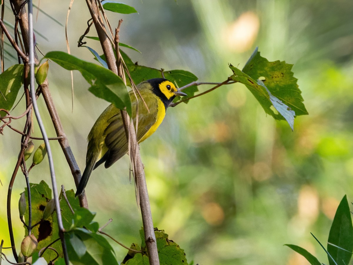 Hooded Warbler - ML623849606