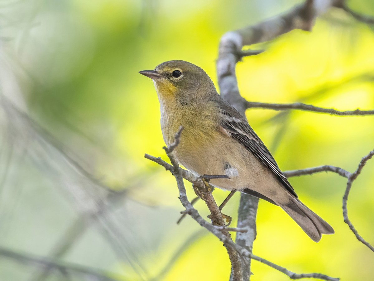 Pine Warbler - ML623849621