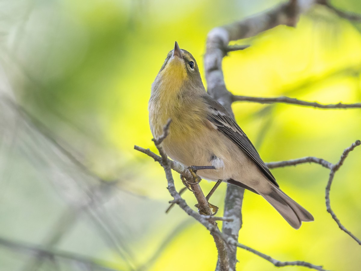 Pine Warbler - ML623849622