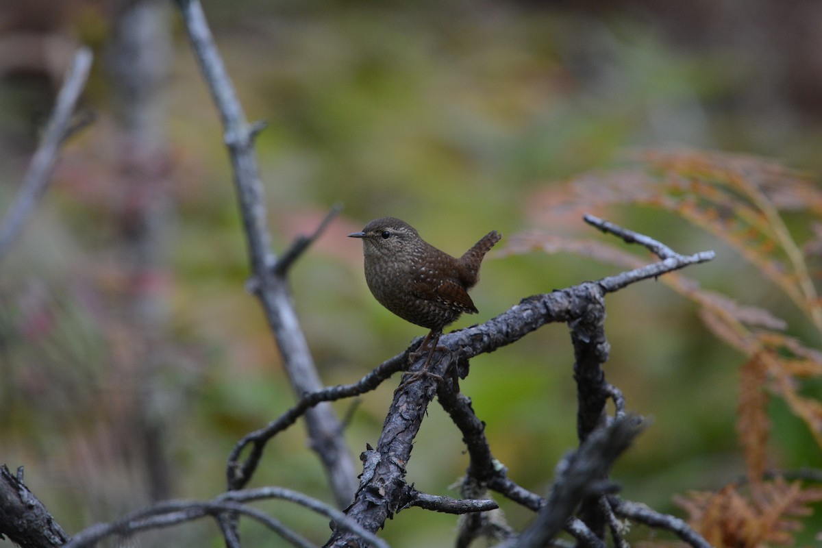 Winter Wren - ML623849635