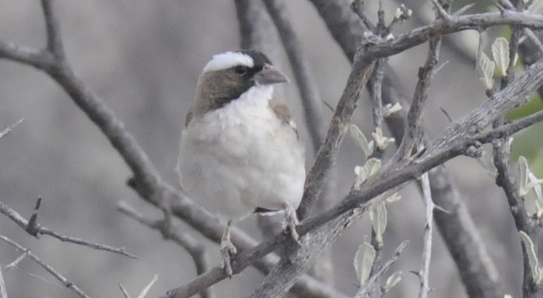 White-browed Sparrow-Weaver - ML623849637