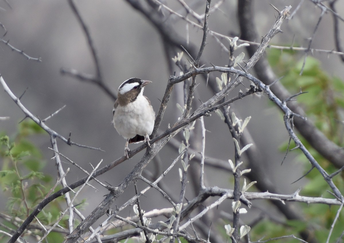 White-browed Sparrow-Weaver - ML623849638