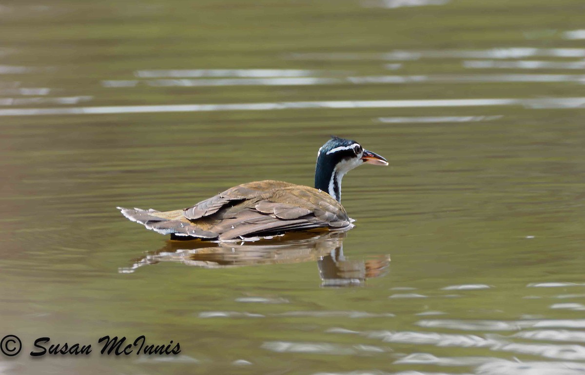 Sungrebe - ML623849647