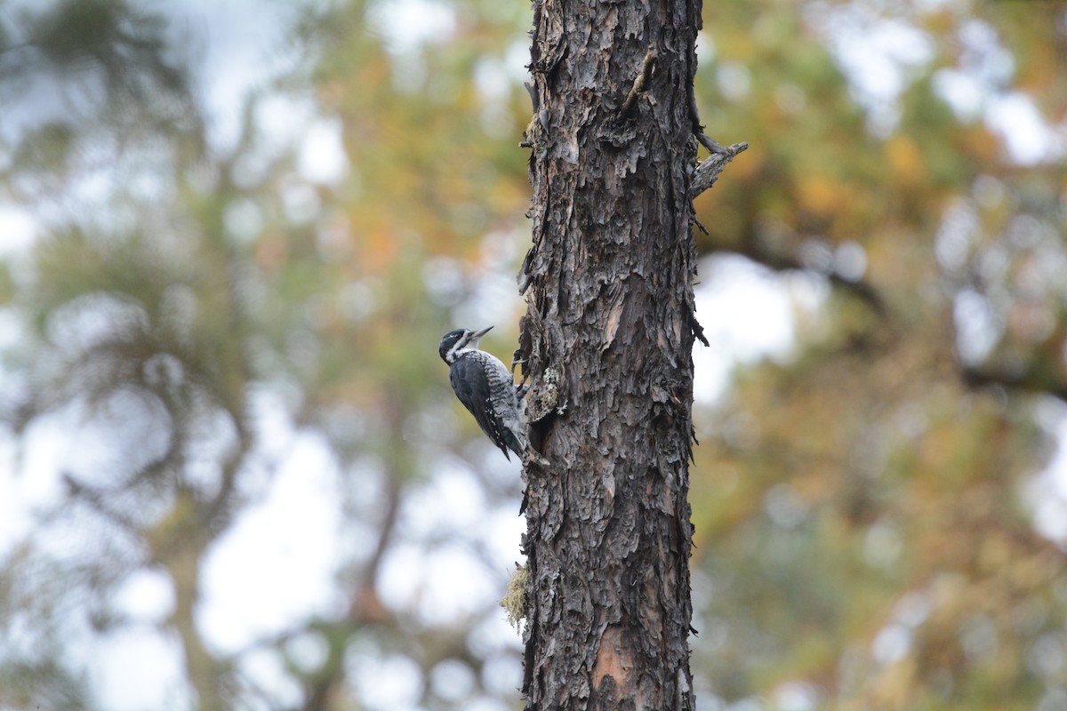 Black-backed Woodpecker - Dany Benoit