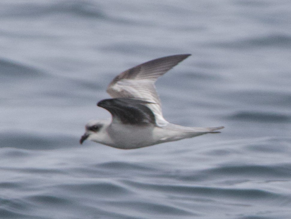 Fork-tailed Storm-Petrel - Liam Ragan