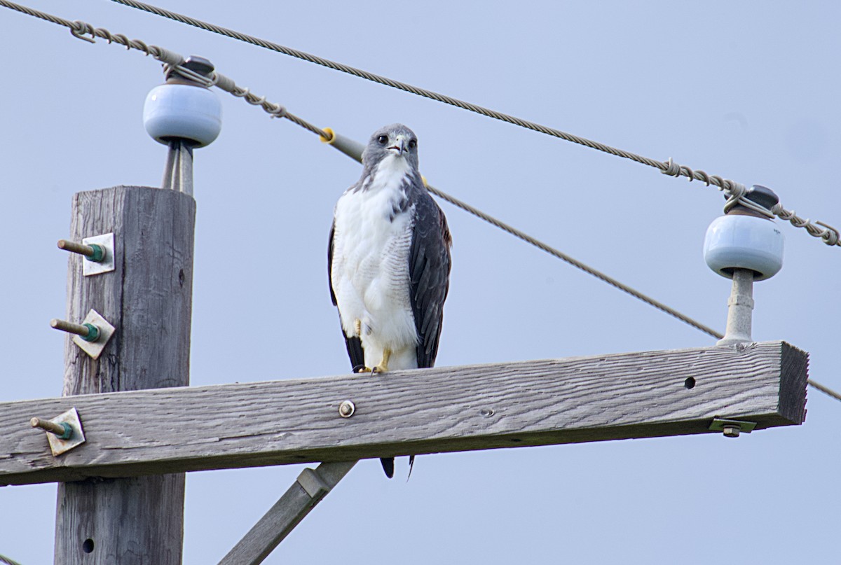 White-tailed Hawk - ML623849697