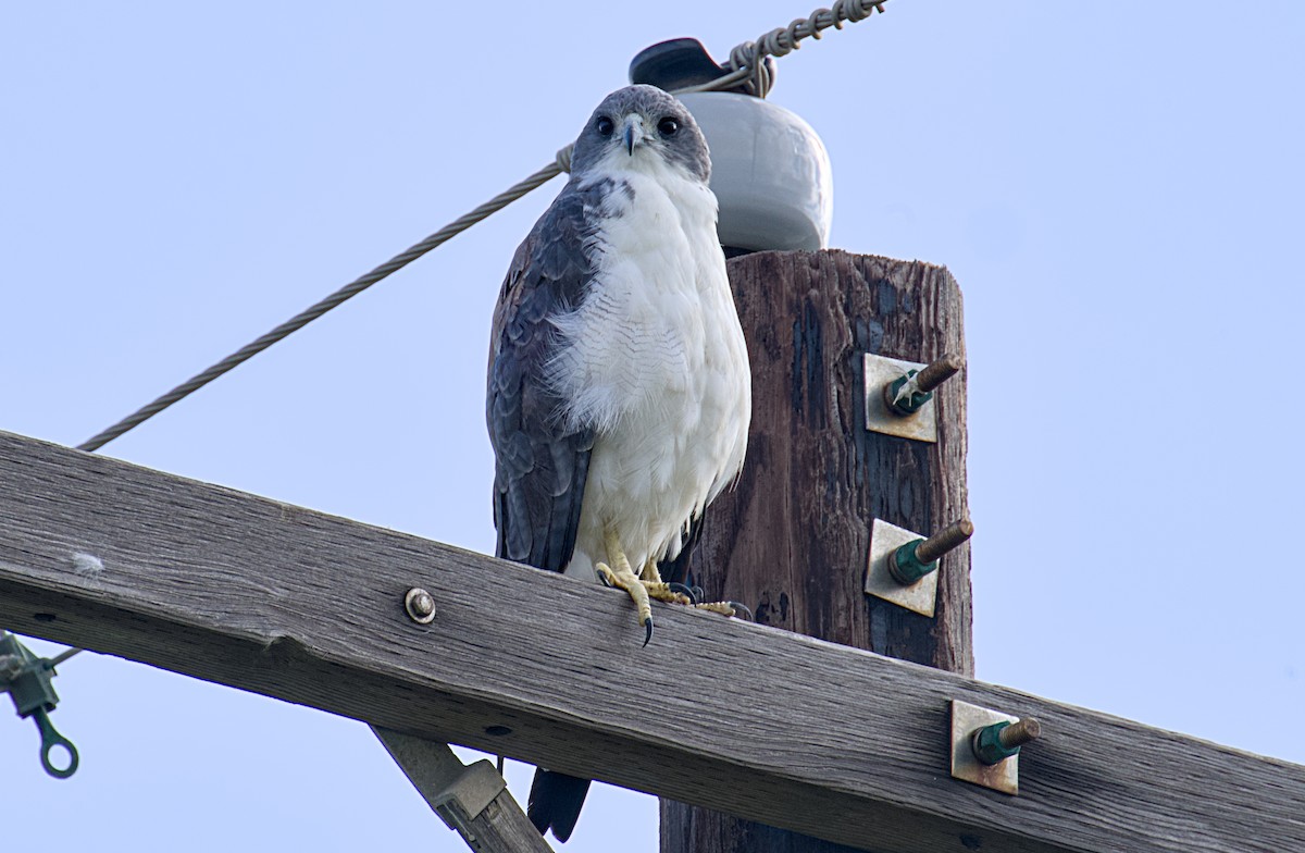 Weißschwanzbussard - ML623849698