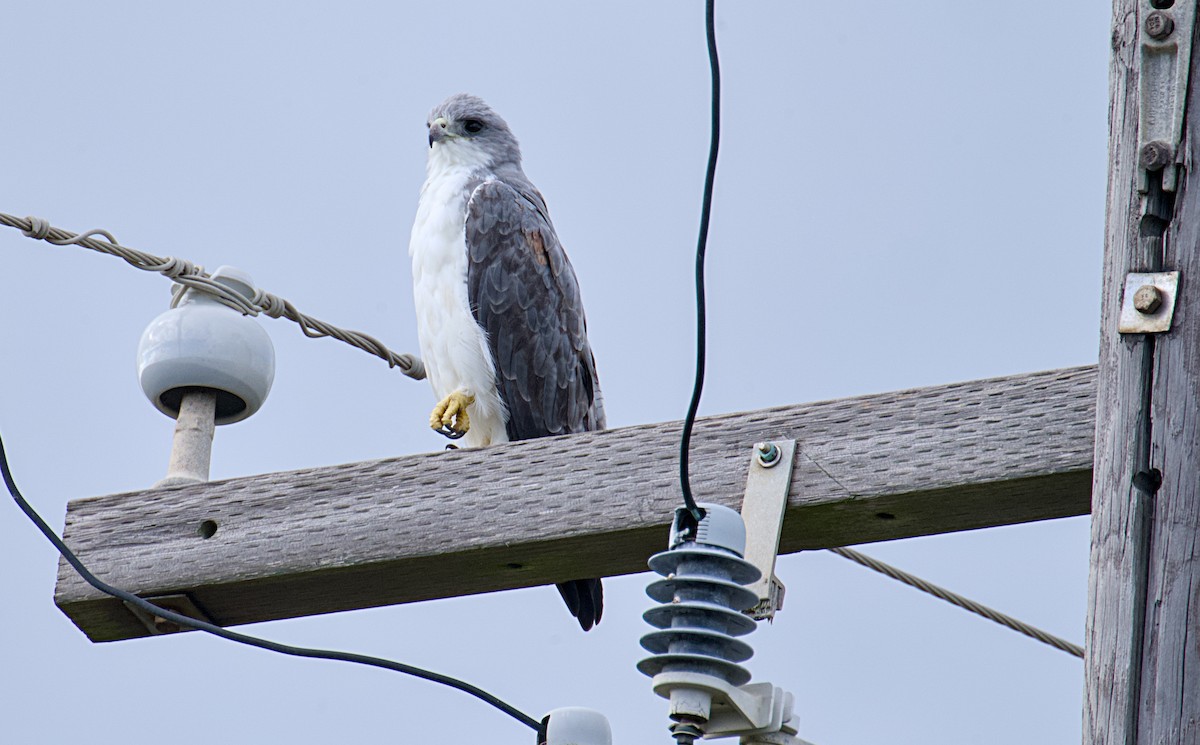 Weißschwanzbussard - ML623849699