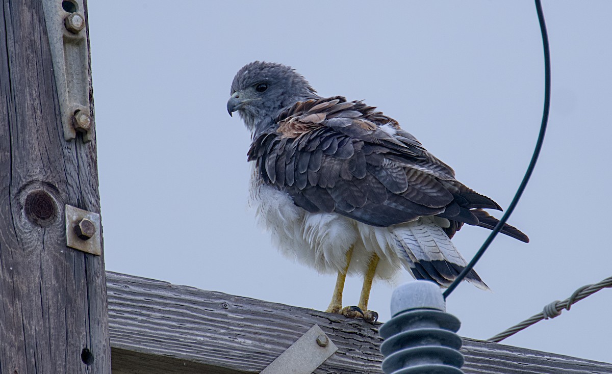 White-tailed Hawk - ML623849700