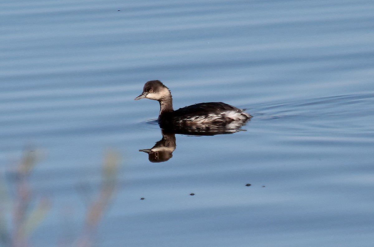 Eared Grebe - ML623849725