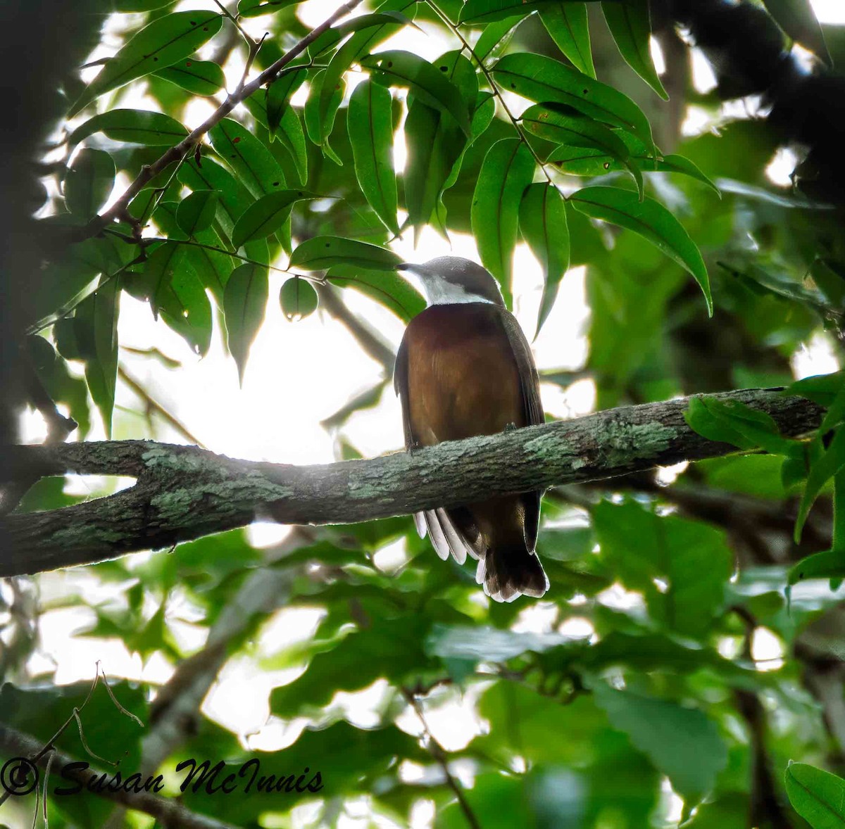 Yellow-crowned Manakin - ML623849726