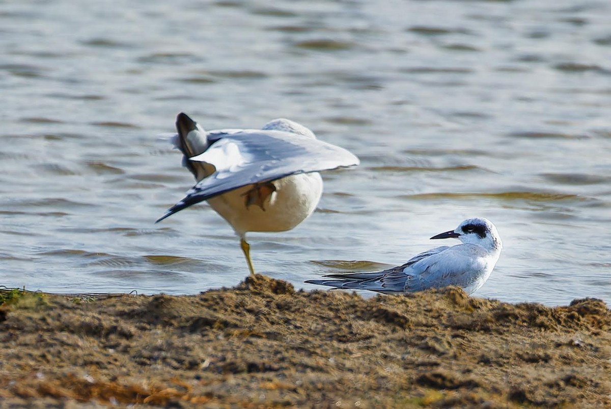 Forster's Tern - ML623849735