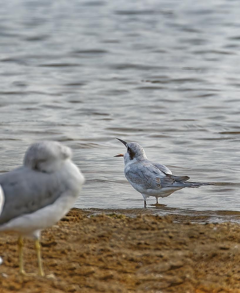 Forster's Tern - ML623849737