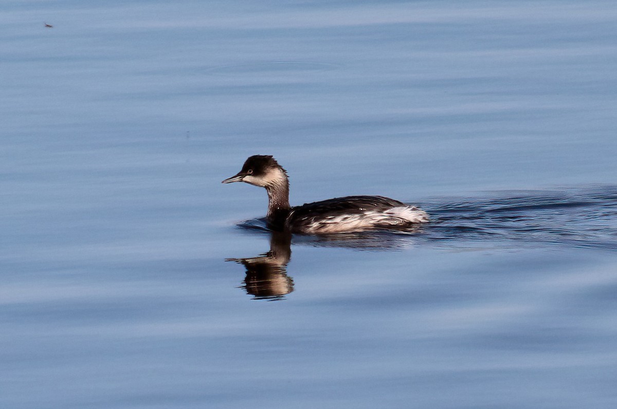 Eared Grebe - ML623849741