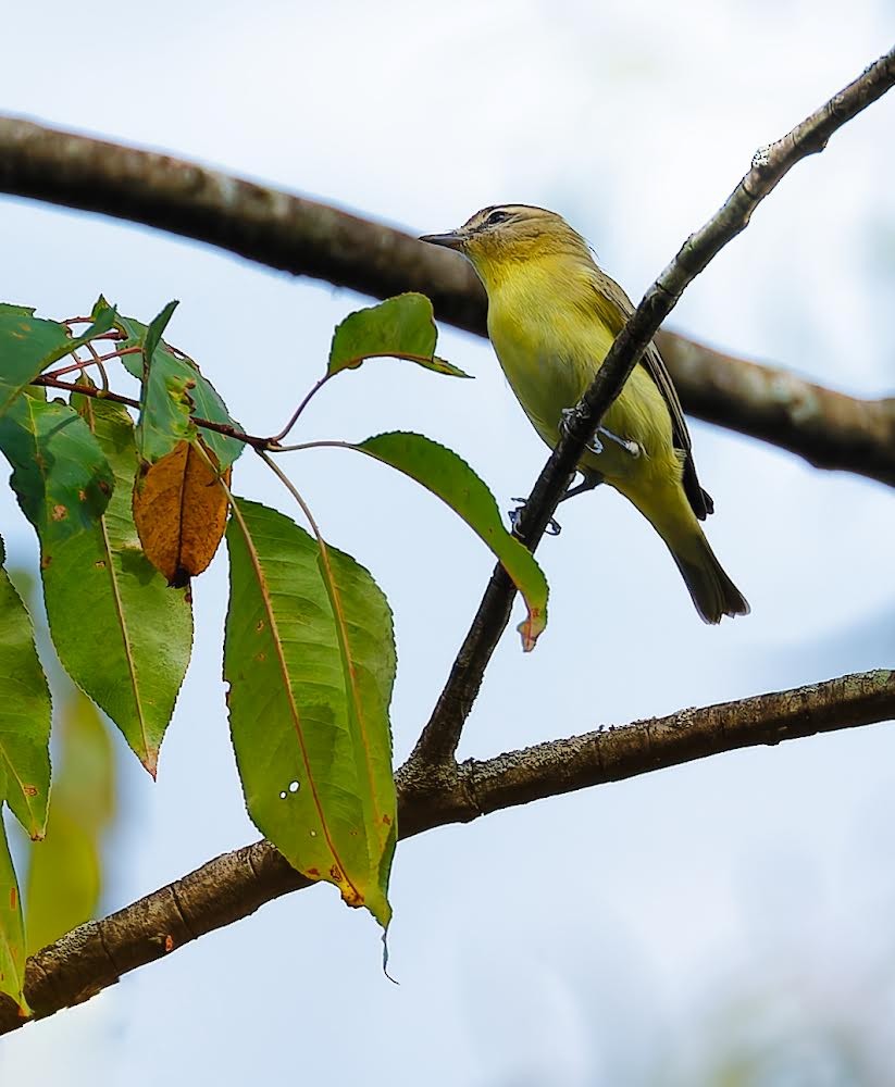 Philadelphia Vireo - ML623849748