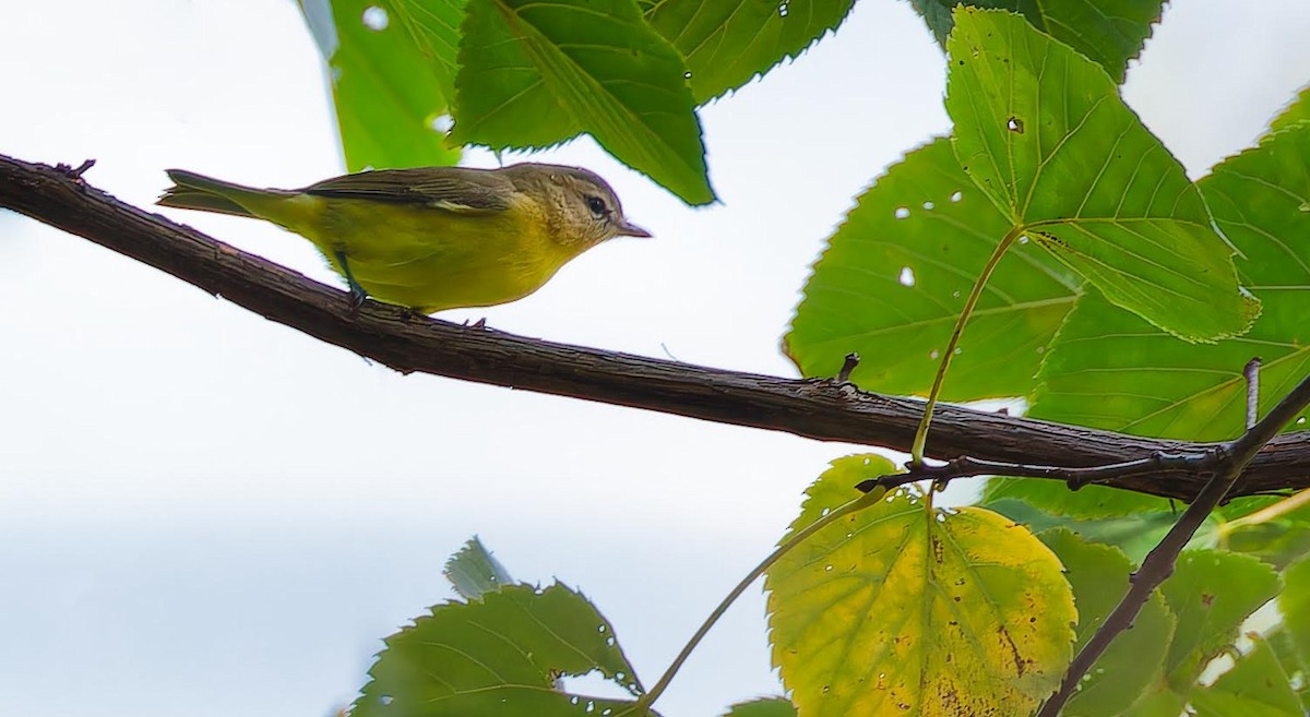 Philadelphia Vireo - ML623849750