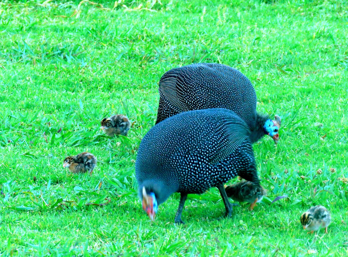 Helmeted Guineafowl - ML623849756