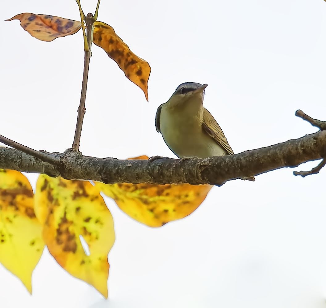 Red-eyed Vireo - ML623849757