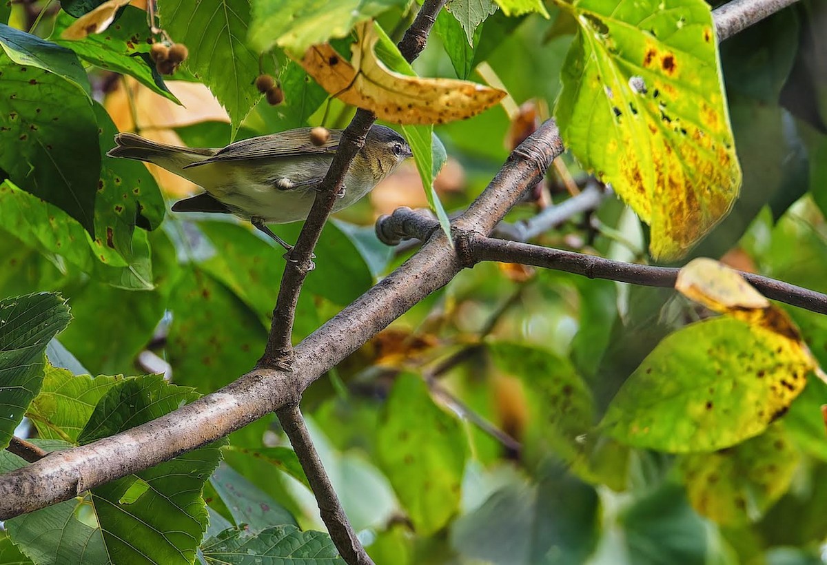 Red-eyed Vireo - ML623849758