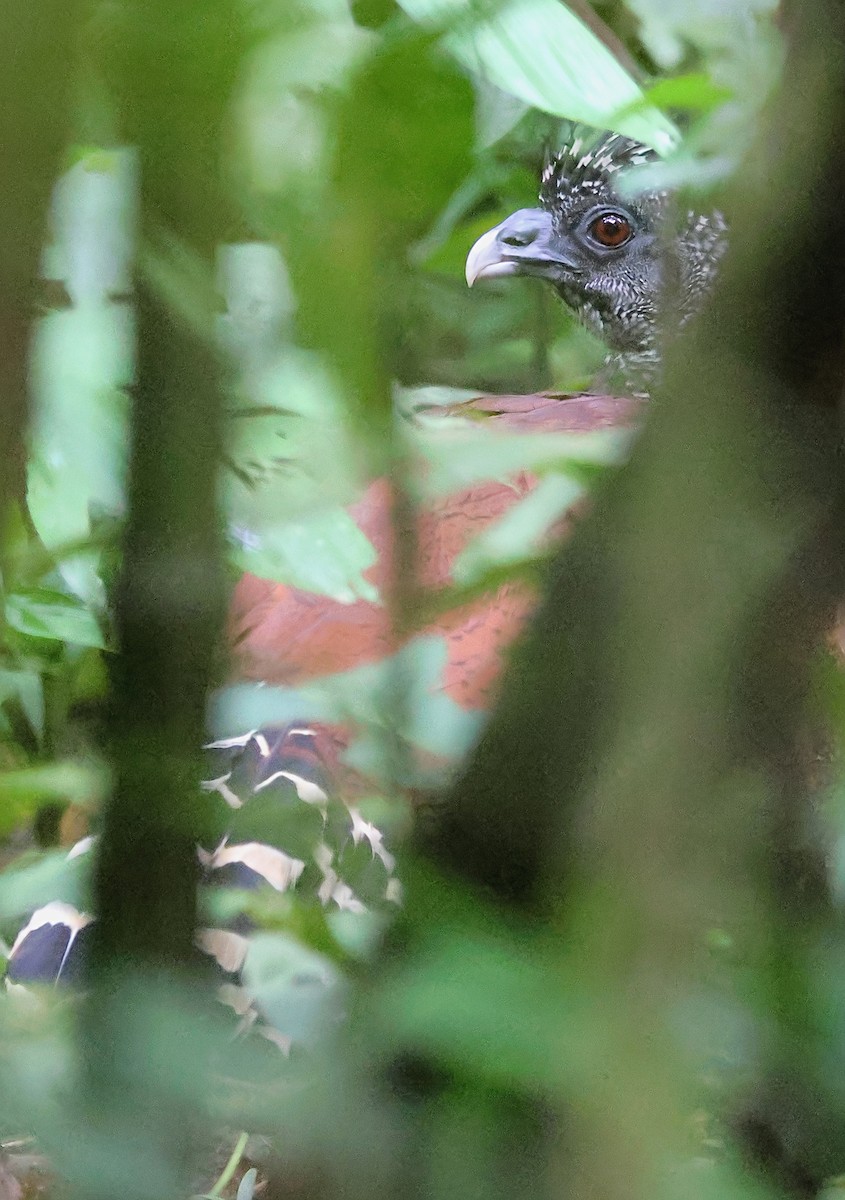 Great Curassow - Gareth Hughes