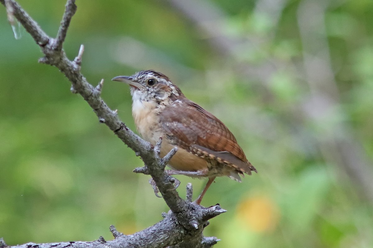 Carolina Wren - Johanne Charette